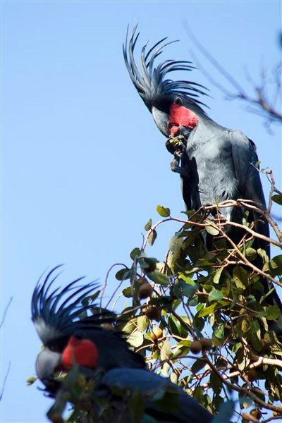 3005 Cape York 550D Aug11 (Medium).jpg